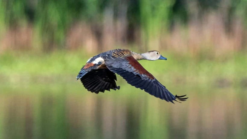 Kalametiya Sanctuary: Bird Watching by Private Boat Tour - Birds and Wildlife: What 150+ Species Really Looks Like