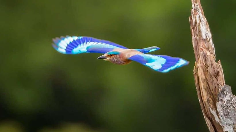 Kalametiya Sanctuary: Bird Watching by Private Boat Tour - Guides and Captains: How Spotting Gets Faster