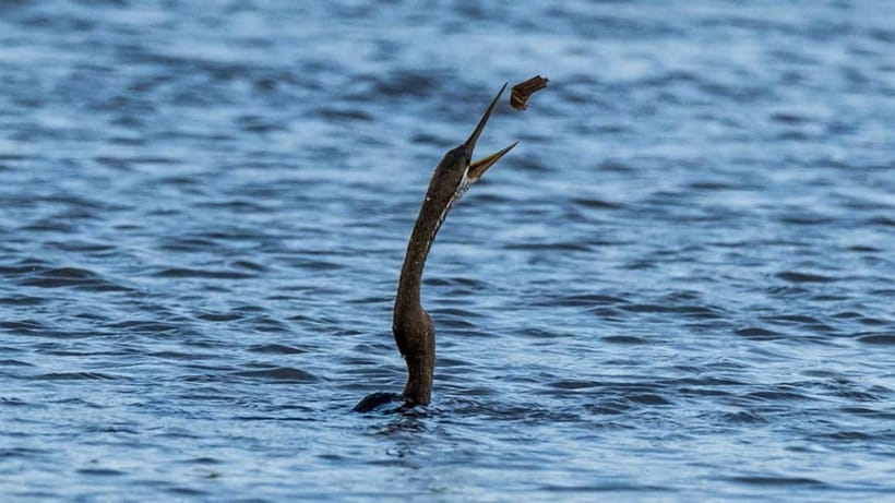 Kalametiya Sanctuary: Bird Watching by Private Boat Tour - Included Value: Entrance Fees, Guide Time, and Refreshments