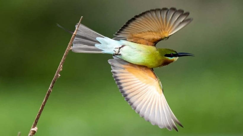 Kalametiya Sanctuary: Bird Watching by Private Boat Tour - The 2-Hour Private Boat Flow: What You’ll Do On the Water