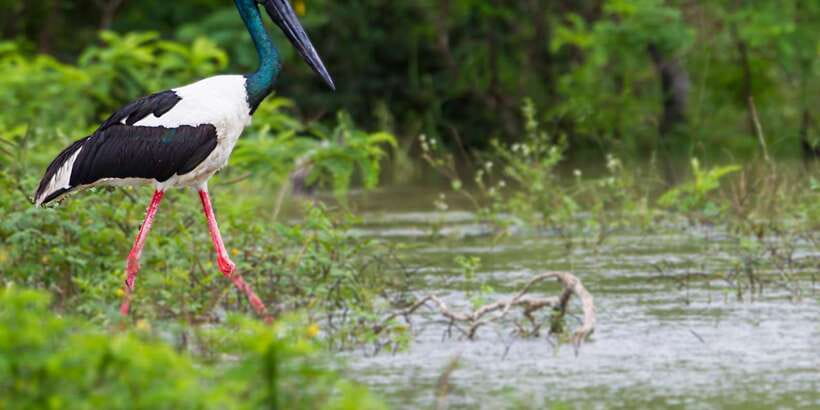 Kalutara/Bentota/Kosgoda/Ahungalla/Hikkaduwa: Yala Safari - Yala’s birds and butterflies: why this isn’t just a mammal safari