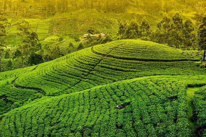 Kandy and Pinnawala Private Day Tour from Colombo/Negombo - Why this Kandy and Pinnawala day tour works so well from Colombo