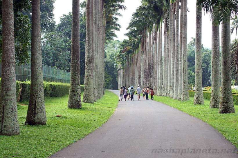 Kandy City Explore Tour - Private Tour With Local Guide - The Kandyan Cultural Dance Show at 5:00 PM