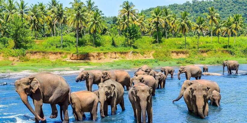 Kandy: City Highlights and Ramboda Waterfall Trip - Kandyan Wood Carving Workshop: Watch Craft, Not Just Souvenirs