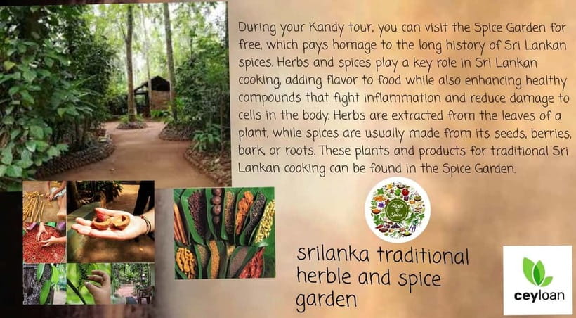 Kandy: City Tour with Temple of the Tooth & Tea Garden - Street Food and Local Flavor Stops Without the Guesswork