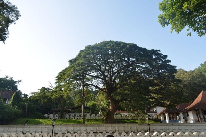 Kandy Full-Day Tour - A Colombo-to-Kandy day that actually fits 12 hours
