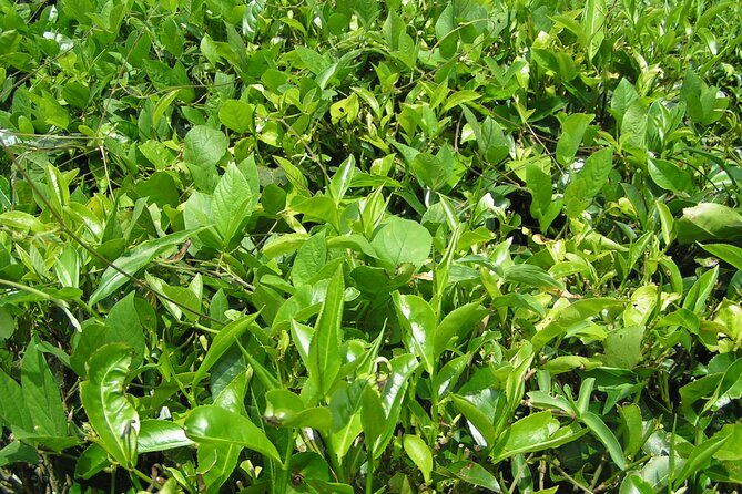 Kandy Full-Day Tour - Mawanella’s Susantha Spice and Herbal Garden: Ayurveda without the jargon