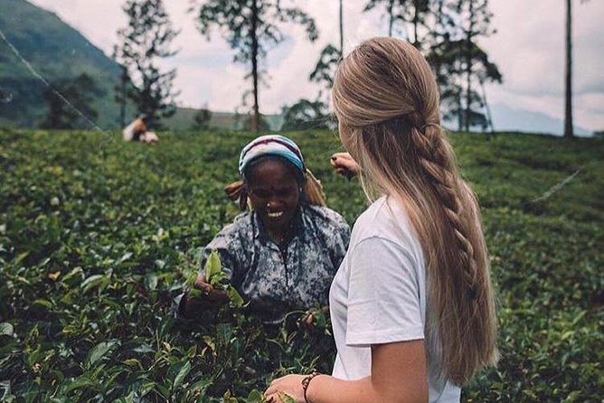 Kandy & Nuwara Eliya | 2 Days Tour - Spice Garden and Ayurveda-style storytelling (plus a 10-minute head massage)