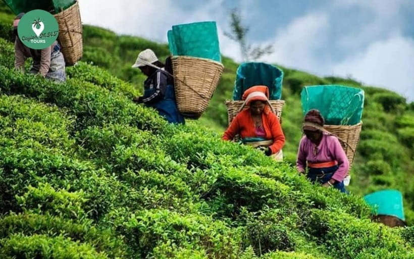 Kandy: Nuwara Eliya Day Explore by Tuk tuk with Local Guide - Small-group tuk-tuk logistics: what the day feels like