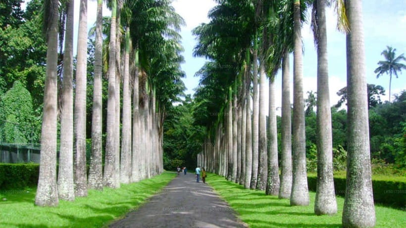 Kandy : Pinnawala Day Tour with Top Rated Local Guide - Guides and the Small-Group Advantage: Why Tiny Numbers Matter