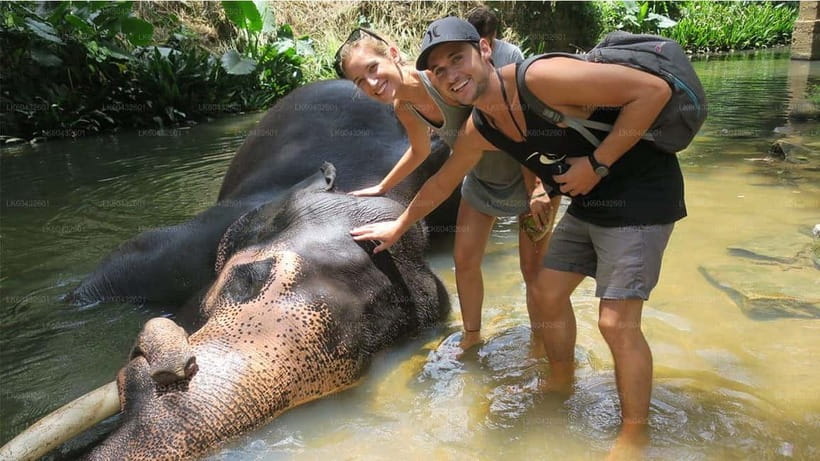 Kandy : Pinnawala Elephant Safari Private Guid Tuk Tuk Tour - Kandy View Point and Peradeniya Orchids in the Same Day