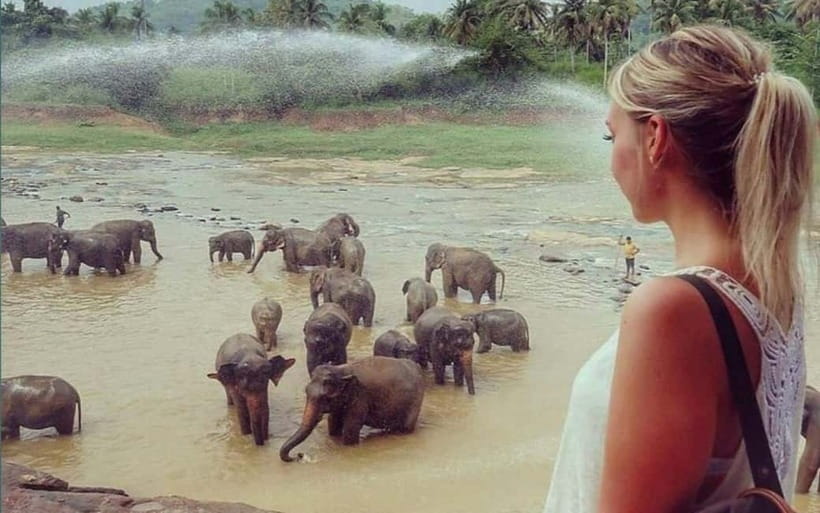 Kandy : Pinnawala Elephant Safari Private Guid Tuk Tuk Tour - Spice and Herbal Garden: A Short Lesson With Real Uses