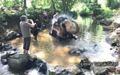 Kandy : Pinnawala Elephant Safari Tour with Kandy City Tour - From Kandy hotel pickup to the tuk-tuk ride out