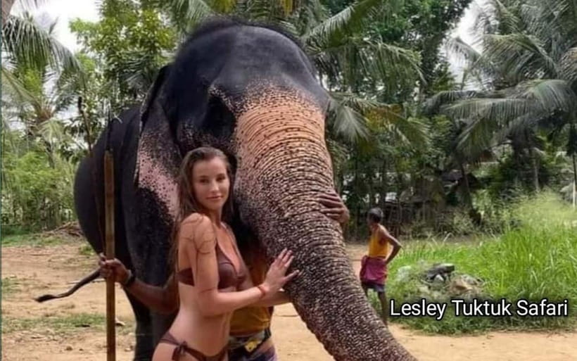 Kandy : Pinnawala Elephant Safari Tour with Kandy City Tour - Royal Botanical Garden Peradeniya: orchids and a slower pace