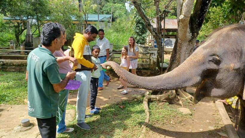Kandy & Pinnawala & Tea Factory Full Day Tour From Negombo - Key points to know before you go