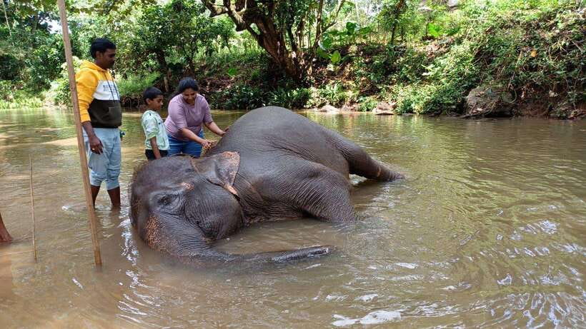 Kandy & Pinnawala & Tea Factory Full Day Tour From Negombo - Royal Botanical Gardens and Kandy Lake: where the day breathes