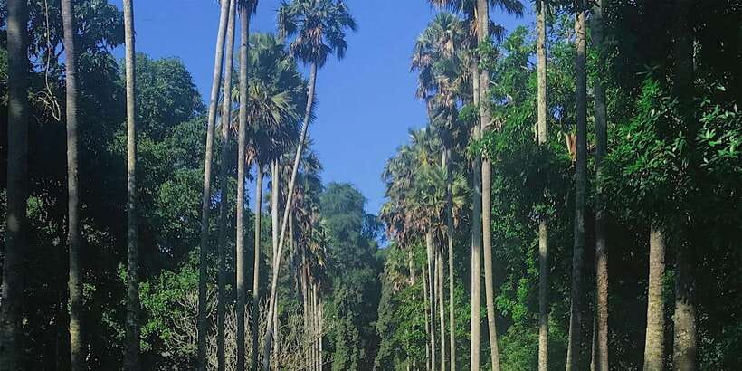Kandy: Private Guided City Tours by Tuk Tuk Sightseeing Tour - Kandy Fruits Market lunch: local food time, not just a snack stop
