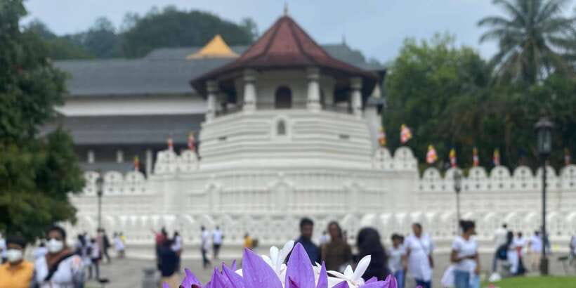 Kandy privet day tour with pinnawala and Tea plantation - Key highlights you will actually care about
