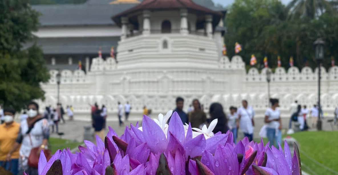 Kandy privet day tour with pinnawala and Tea plantation - Temple of the Sacred Tooth Relic: Sri Dalada Maligawa’s importance in plain terms