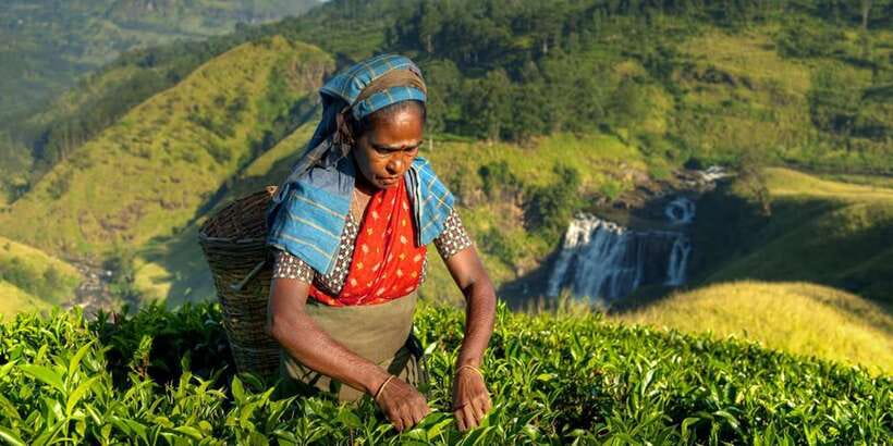 Kandy: Shanthipura and Nuwara Eliya - Who this tour fits best (and who should skip it)