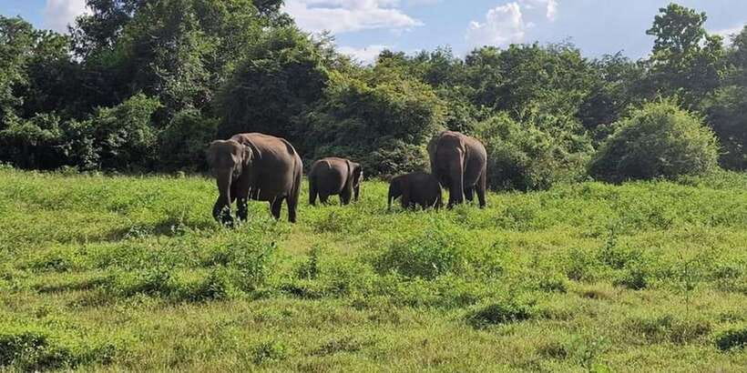 Kandy: Sigiriya, Dambulla & Wildlife Safari Private Tour - Dambulla Cave Temple: murals and golden statues in five caves