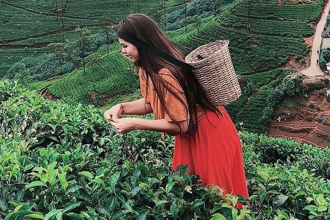 Kandy to Nuwara Eliya Day Tour - From Kandy Up to Nuwara Eliya: Why This Route Works