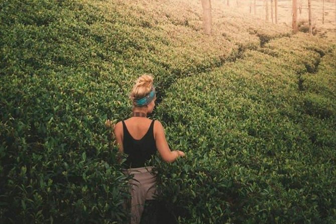 Kandy to Nuwara Eliya Day Tour - Tea Plantation and Tea Factory: What You’re Really Getting