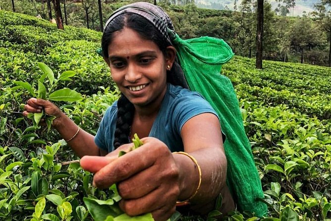 Kandy to Nuwara Eliya Day Tour - Nuwara Eliya and Gregory Lake: 1873 Meets Mountain Slow Time
