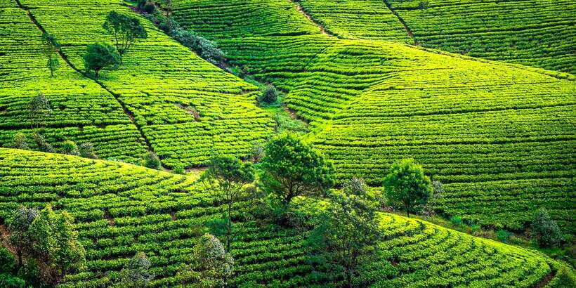 Kandy To Nuwara Eliya Day Tour By Tuk Tuk Sri lanka - Weather, Timing, and What to Pack (So You Enjoy the Cold Instead of Fighting It)