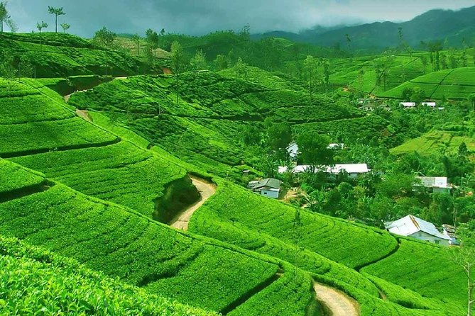 Kandy to Nuwara Eliya Private Day Tour - Why This Kandy to Nuwara Eliya Day Tour Works