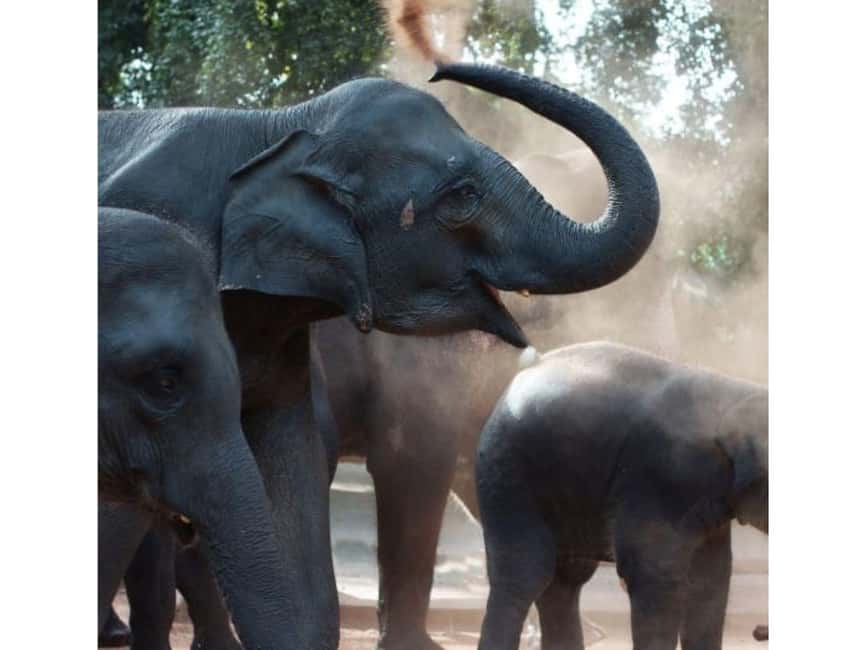Kandy to Pinnawala Orphanage and Ambuluwawa Guided Day Tour - Key highlights (what you’ll feel most)
