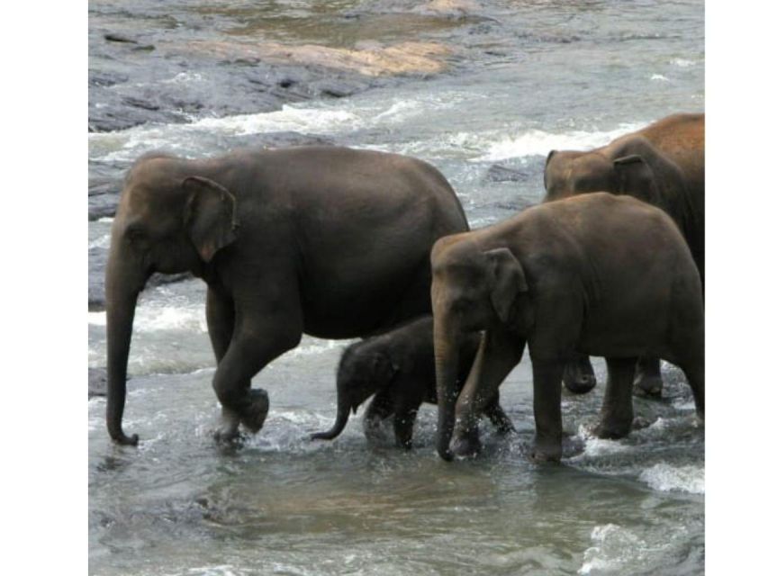 Kandy to Pinnawala Orphanage and Ambuluwawa Guided Day Tour - Optional Culture Add-Ons: Sacred Tooth, Kandyan Dance, and Botanical Gardens