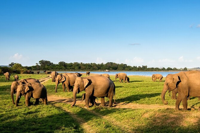 Kandy to Trincomalee Shuttle & Safari Drive - Wildlife spotting with a trekker: what you can realistically expect