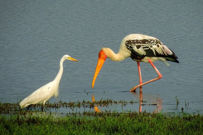 Kandy to Trincomalee Shuttle & Safari Drive - Price and value: what $100 covers, and what you should budget for