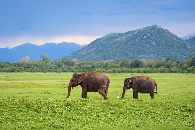 Kandy to Trincomalee Shuttle & Safari Drive - Who should book this Kandy to Trincomalee safari drive