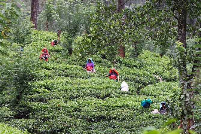 kandy waterfalls day tour - Your Morning Start: Pickup Timing and Getting Out of Kandy