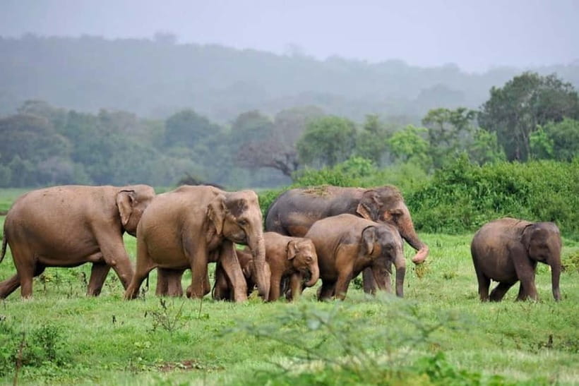 Kaudulla National Park Half-Day Safari with Expert - Kaudulla in 4 hours: Why this half-day format works