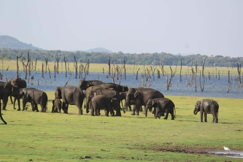 Kaudulla National Park Half-Day Safari with Expert - Inside the safari: How your 3–4 hours typically unfolds