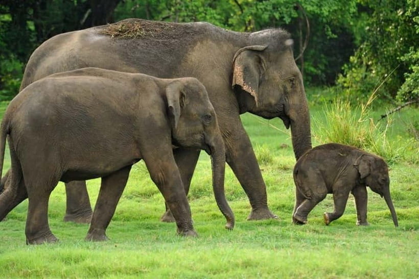 Kaudulla National Park Half-Day Safari with Expert - The guide factor: what the local wildlife expert adds