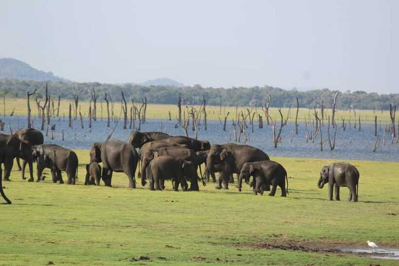 Kaudulla National Park Half-Day Safari with Expert - Comfort, safety, and what you’re really paying for
