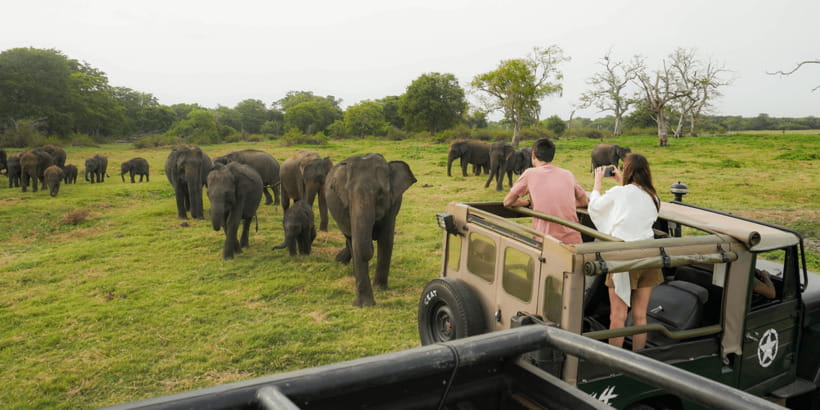 Kaudulla National Park Half Day Sri Lanka Jeep Safari - Golden Hour in Kaudulla: The Timing That Makes It Click