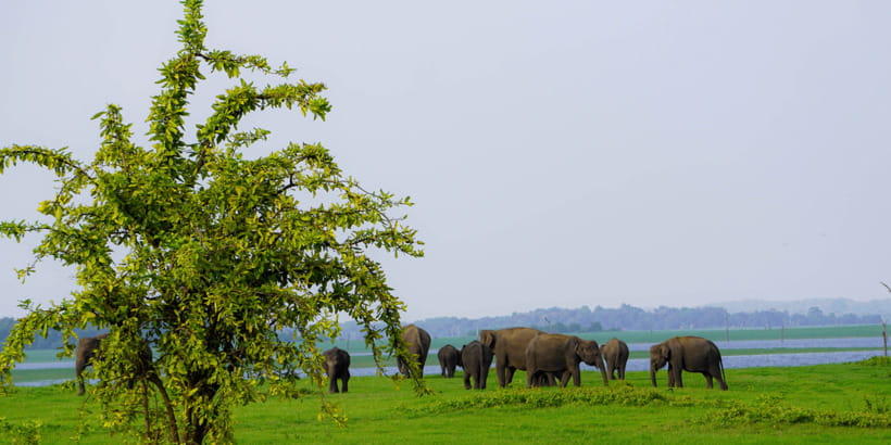 Kaudulla National Park Half Day Sri Lanka Jeep Safari - Pickup From Sigiriya (and Beyond): How the 4 Hours Work