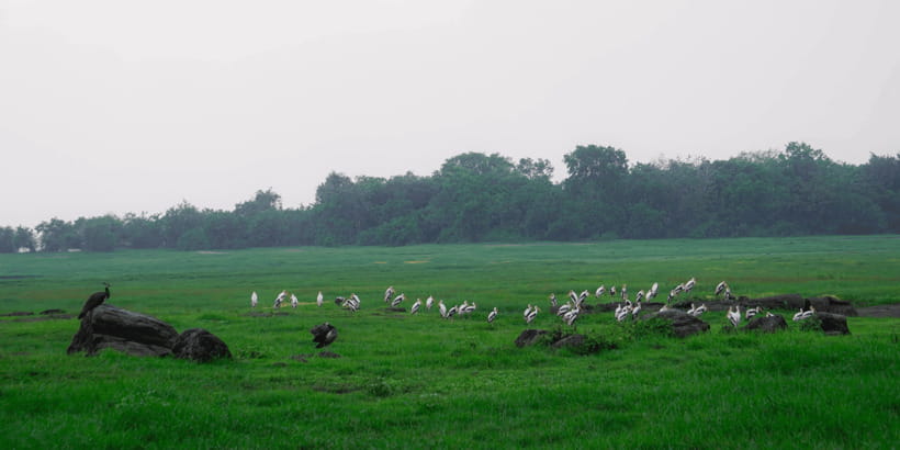 Kaudulla National Park Half Day Sri Lanka Jeep Safari - Price and Logistics: What $39 Really Buys You