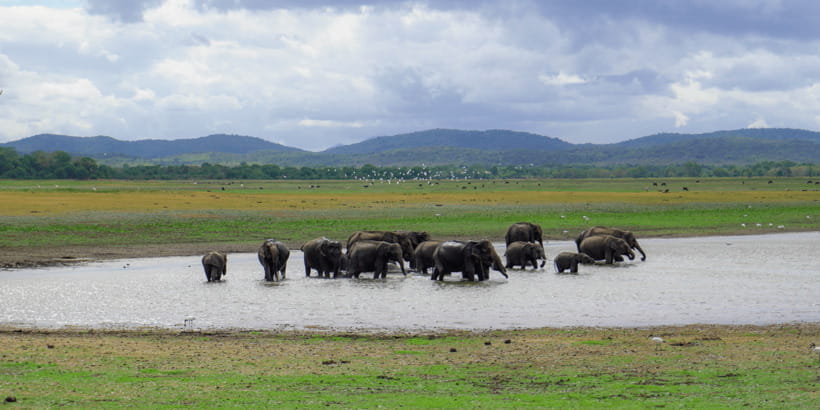 Kaudulla National Park Half Day Sri Lanka Jeep Safari - Comfort, Weather, and What to Pack So the Safari Feels Easy
