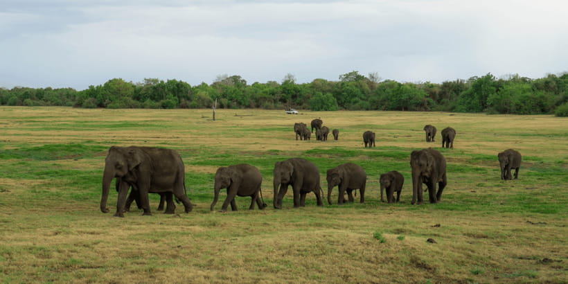 Kaudulla National Park Half Day Sri Lanka Jeep Safari - Guides Like Puncha, Sudee, Mahesh, and Suri: Why the Right Person Changes Everything