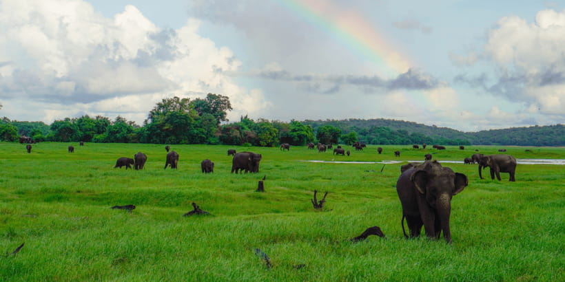 Kaudulla National Park Half Day Sri Lanka Jeep Safari - Should You Book the Kaudulla Jeep Safari?