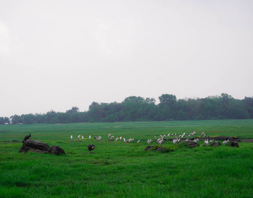 Kaudulla National Park Half Day Sri Lanka Jeep Safari - FAQ