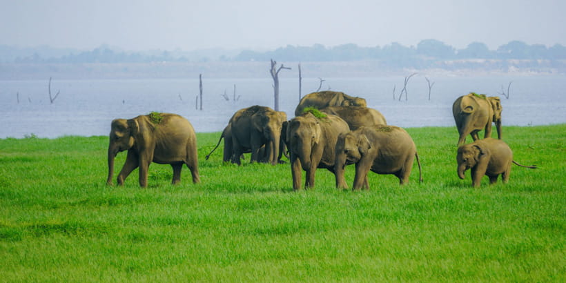Kaudulla National Park Half Day Sri Lanka Jeep Safari - Inside Kaudulla National Park: Elephant Gathering Plus Real Wildlife Time