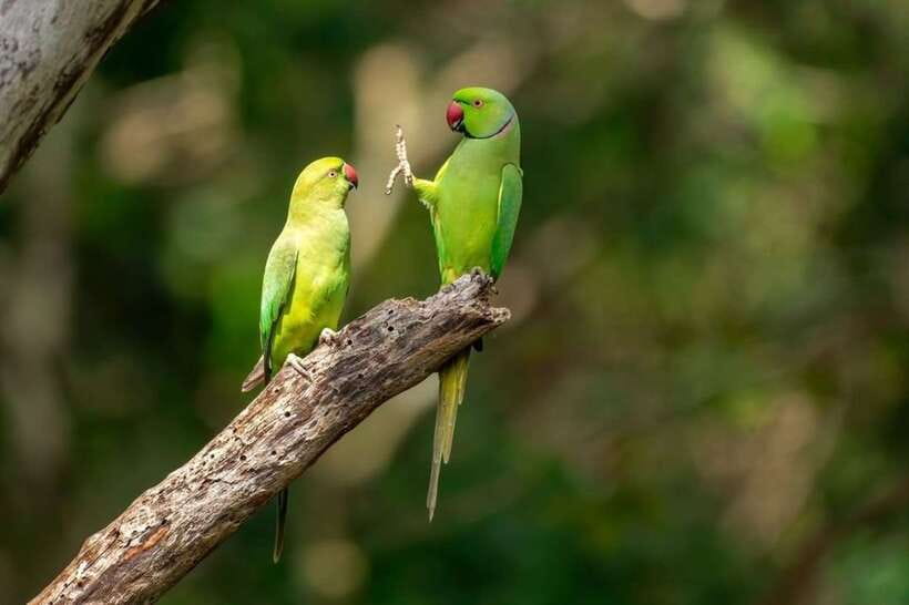 Kaudulla National Park Private Elephant & Wildlife Safari - Key highlights you’ll actually care about