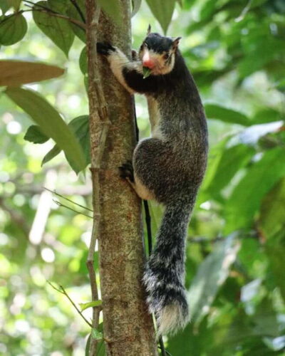 Kaudulla National Park Private Elephant & Wildlife Safari - Your private jeep safari: pickup from Sigiriya, Habarana, or Dambulla